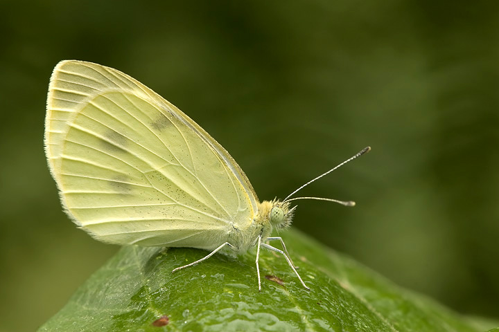 Identificazione farfalla